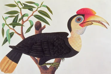 Ke-ke, aus Zeichnungen von Vögeln aus Malakka, ca. 1805-18